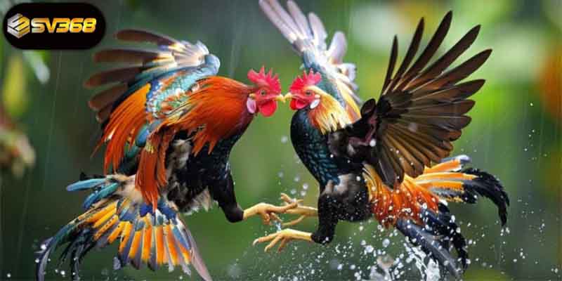Đăng Ký Tài Khoản Đá Gà Đơn Giản Và Nhanh Chóng Nhất