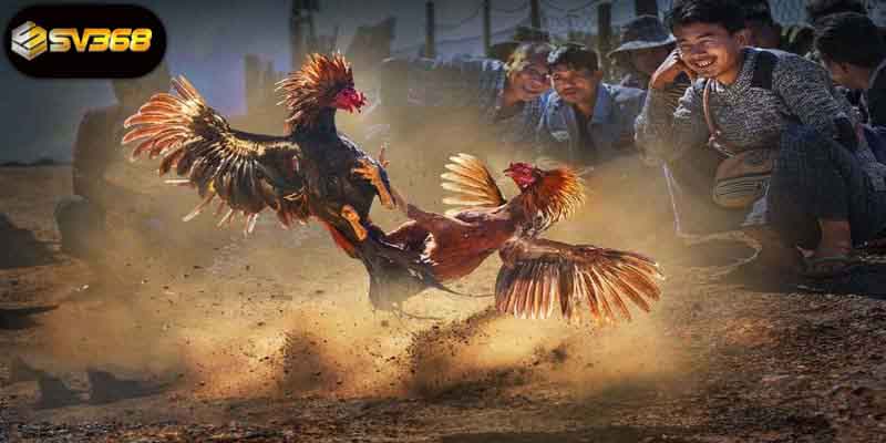 Giao diện dễ dùng, đậm chất chiến kê