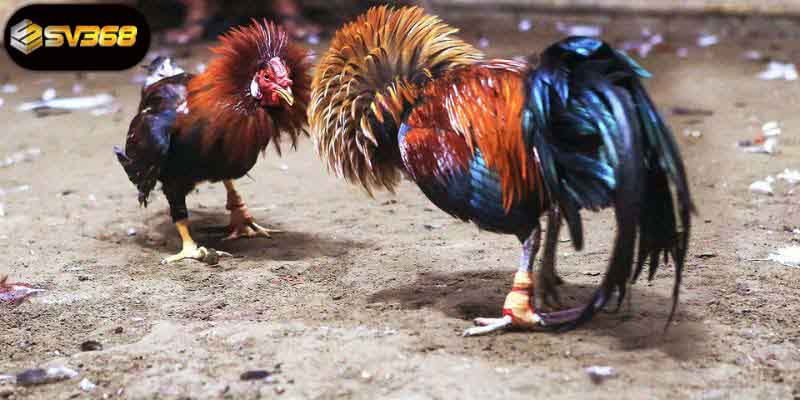 Kinh nghiệm tham chiến trận đá gà tiền tỷ