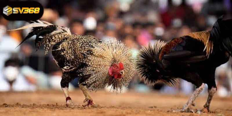 Một số lưu ý khi tham gia đá gà Thomo