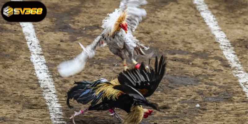 Những giống gà thường được dùng trong đá gà cựa sắt