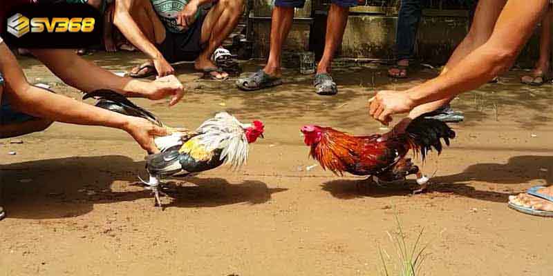 Quy trình thực hiện trận đá gà tiền tỷ