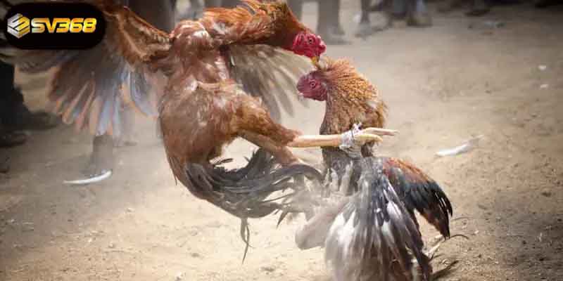 Đá gà SV368 là gì và vì sao lại được yêu thích đến vậy